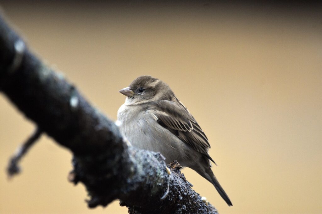Közösségi tudomány a természetvédelemért: bárki csatlakozhat a téli madármegfigyeléshez