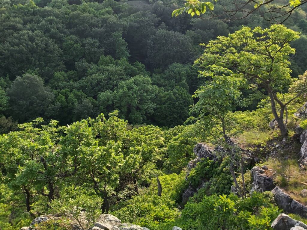 Szigorúbb erdővédelem kell: hét pontban foglalta össze javaslatait a WWF
